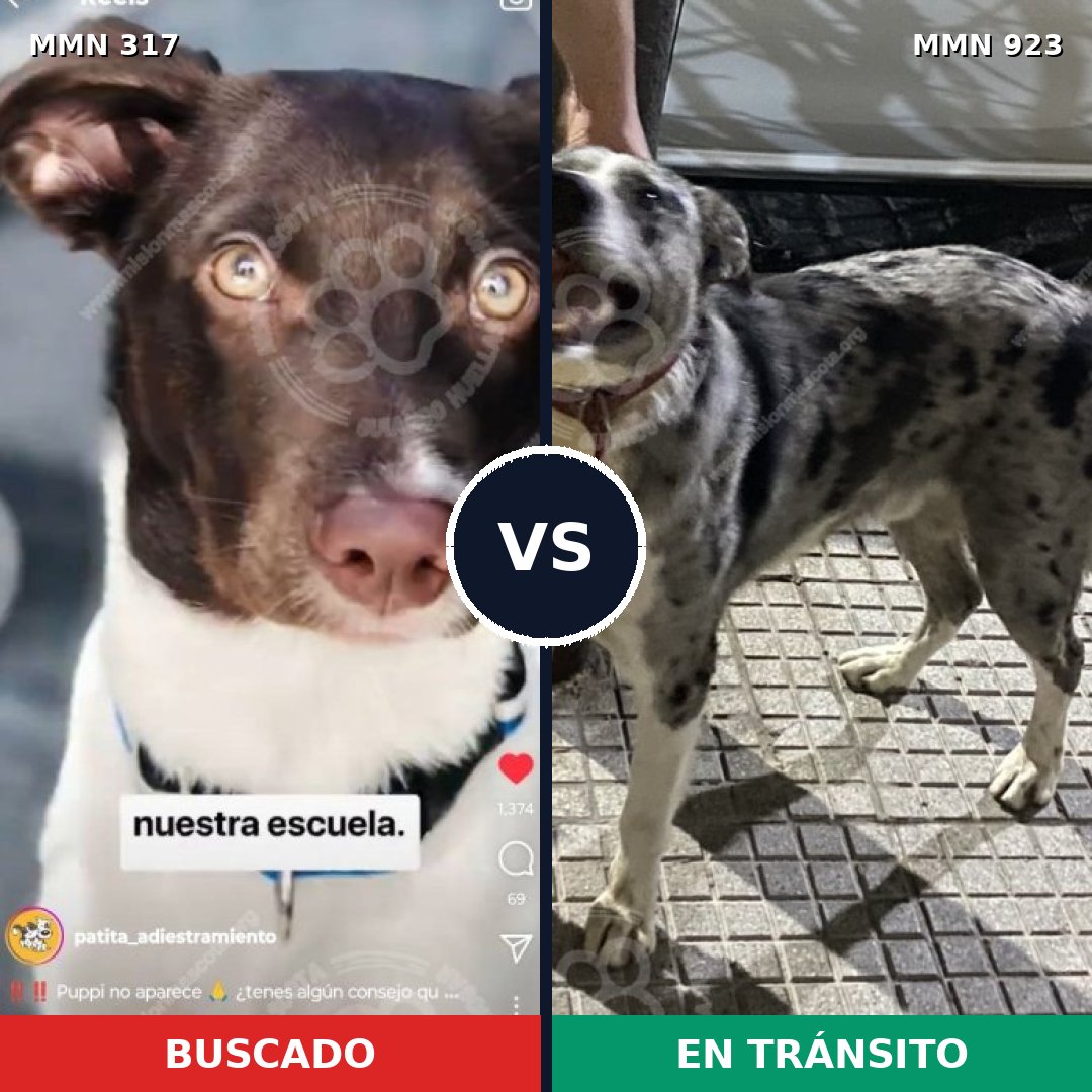 Comparativa MMS 14737: mascota perdida y mascota encontrada, 20% de similitud
