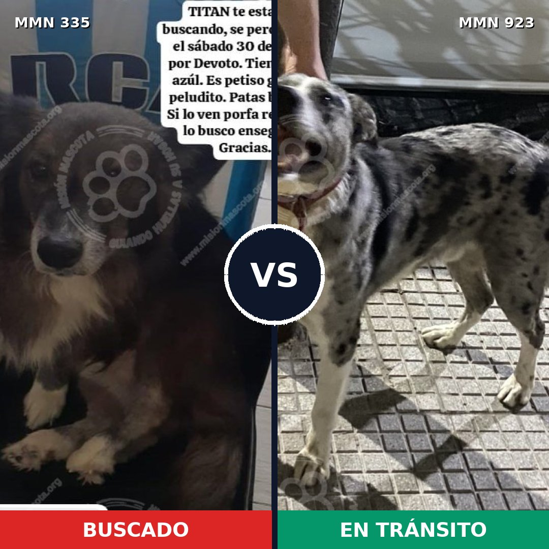 Comparativa MMS 14738: mascota perdida y mascota encontrada, 64% de similitud