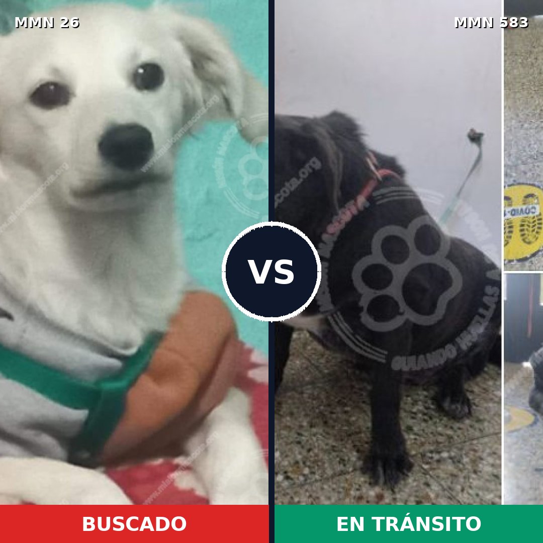 Comparativa MMS 1474: mascota perdida y mascota encontrada, 22% de similitud
