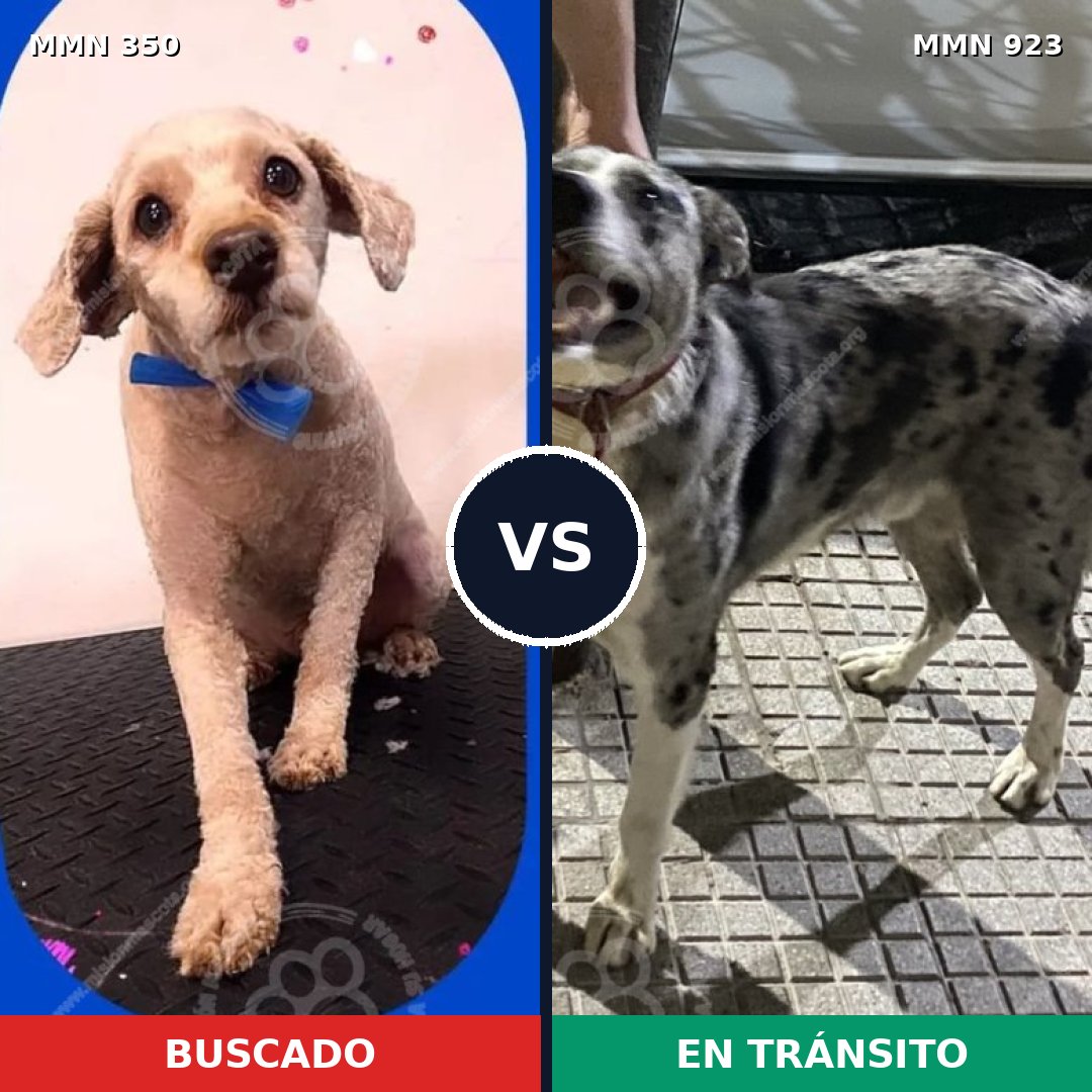 Comparativa MMS 14740: mascota perdida y mascota encontrada, 39% de similitud