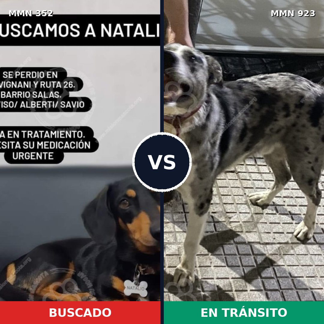 Comparativa MMS 14741: mascota perdida y mascota encontrada, 38% de similitud