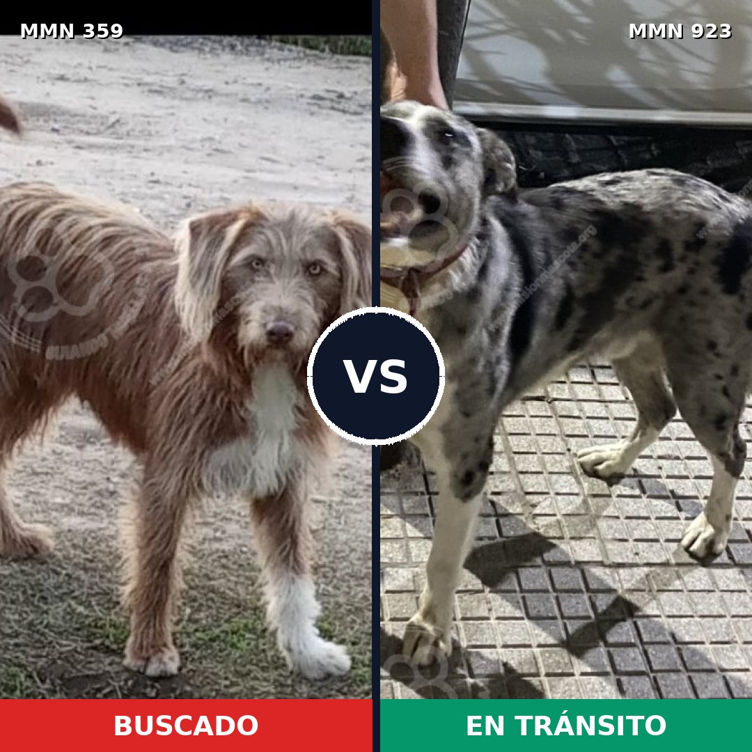 Comparativa MMS 14742: mascota perdida y mascota encontrada, 20% de similitud