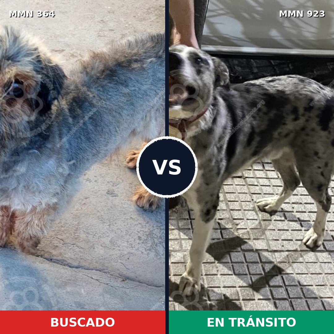 Comparativa MMS 14743: mascota perdida y mascota encontrada, 43% de similitud
