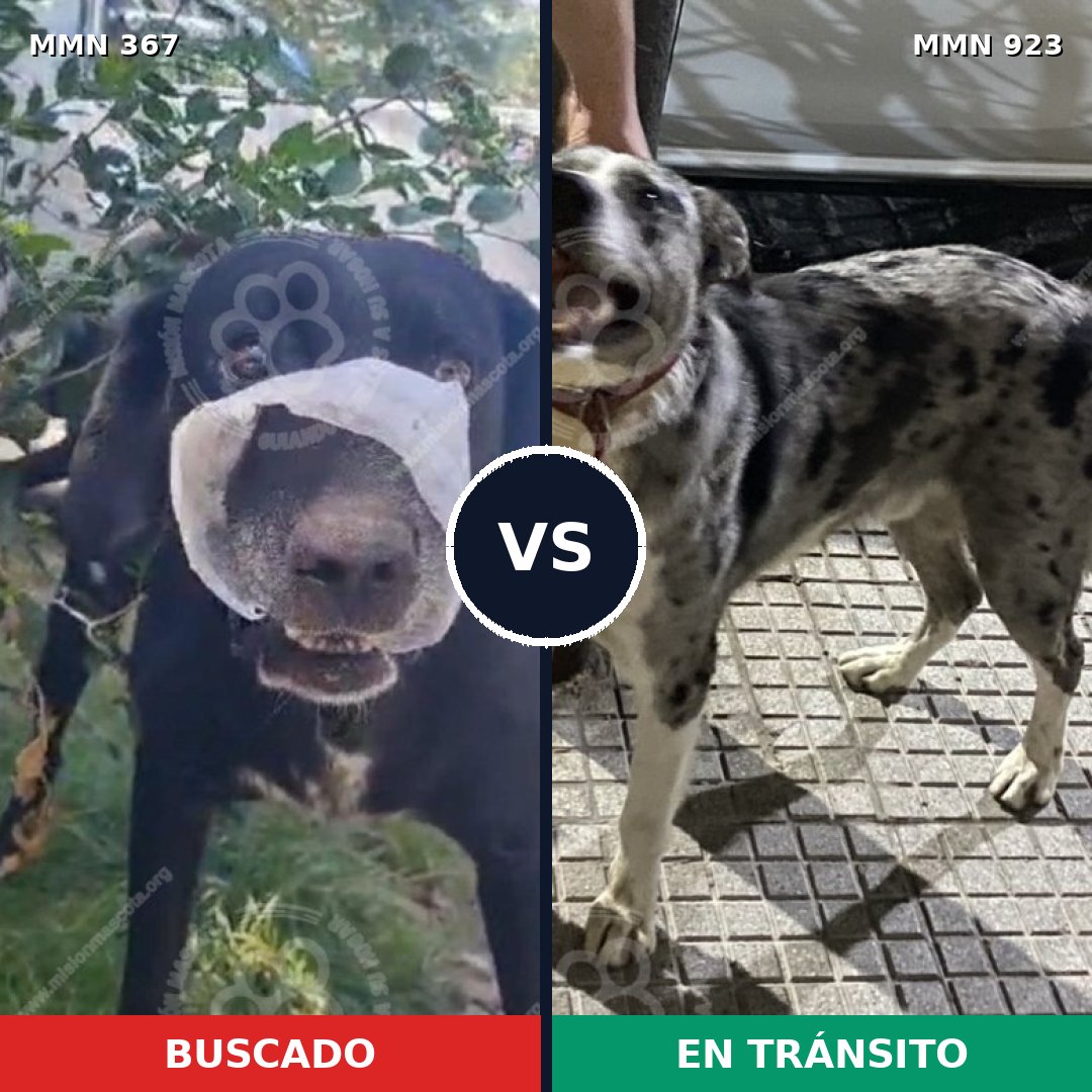 Comparativa MMS 14744: mascota perdida y mascota encontrada, 62% de similitud