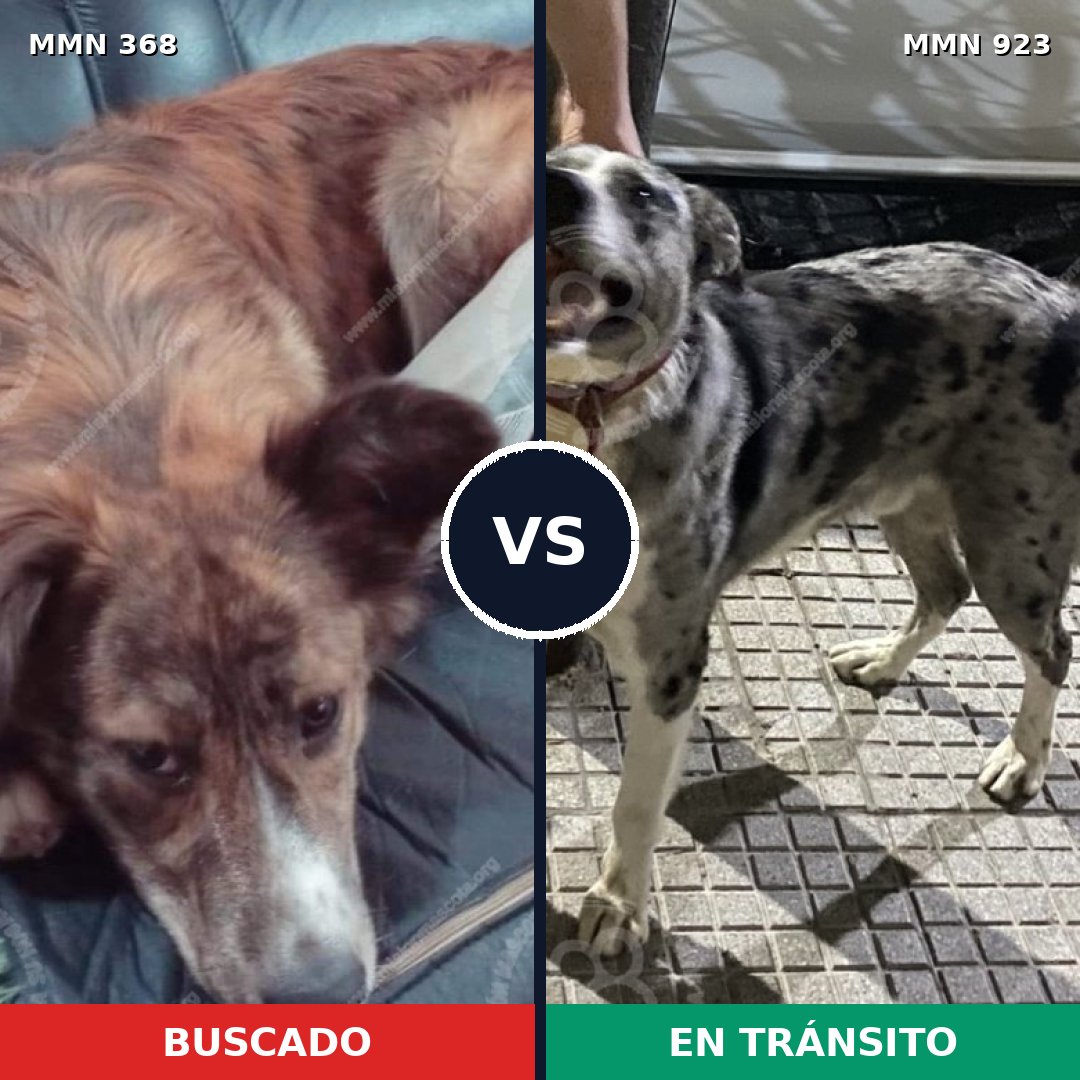 Comparativa MMS 14745: mascota perdida y mascota encontrada, 65% de similitud