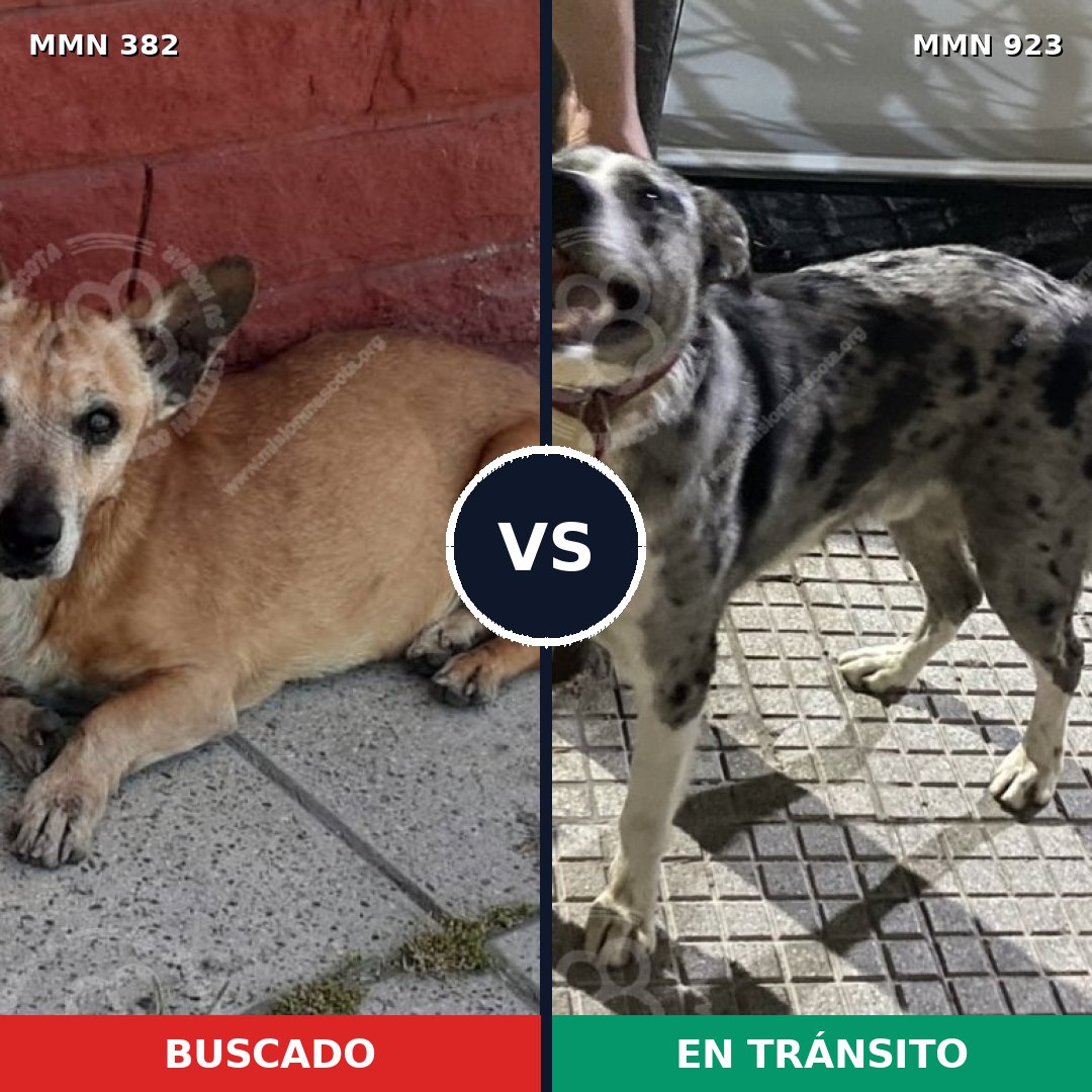 Comparativa MMS 14746: mascota perdida y mascota encontrada, 52% de similitud