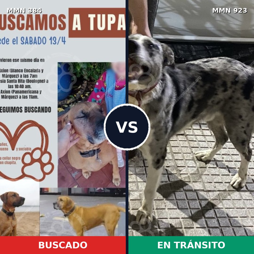 Comparativa MMS 14747: mascota perdida y mascota encontrada, 24% de similitud