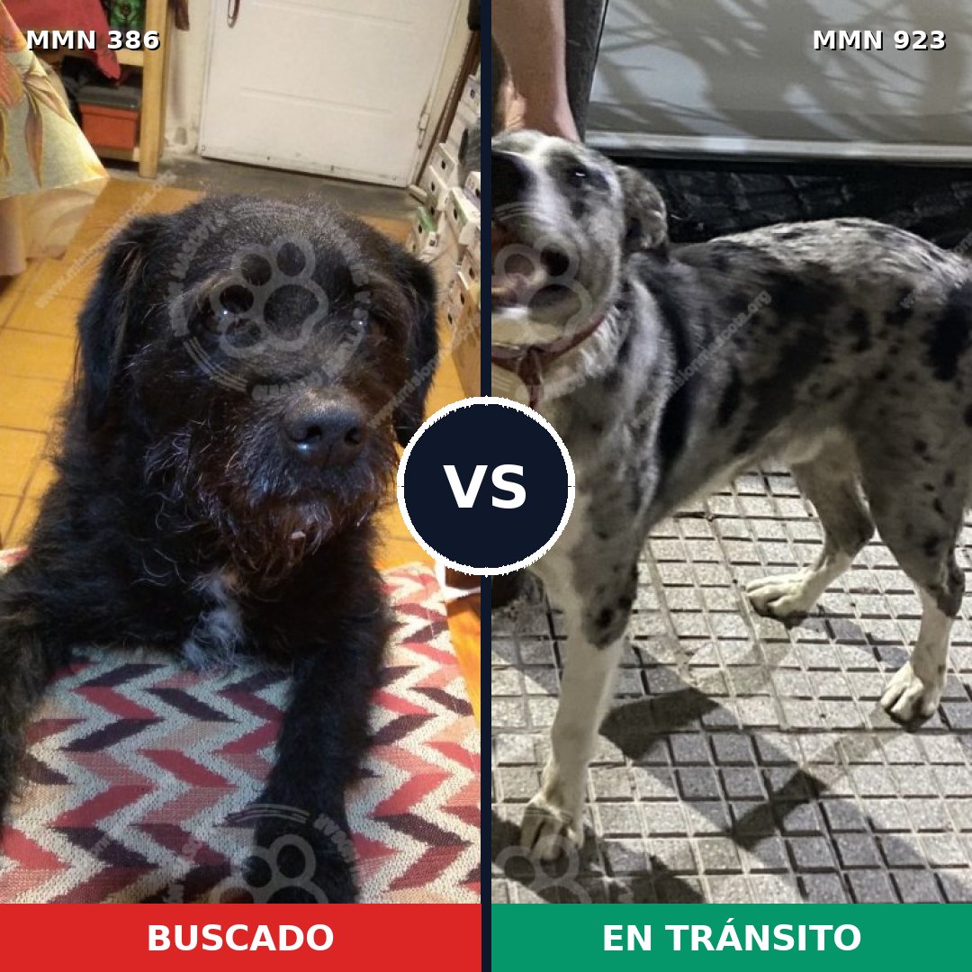 Comparativa MMS 14748: mascota perdida y mascota encontrada, 77% de similitud