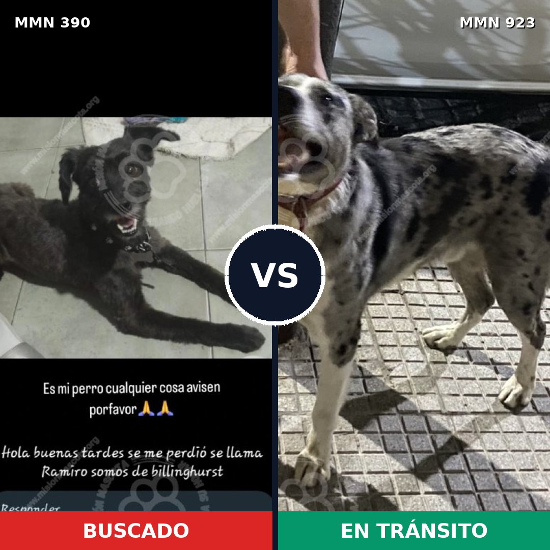 Comparativa MMS 14749: mascota perdida y mascota encontrada, 53% de similitud