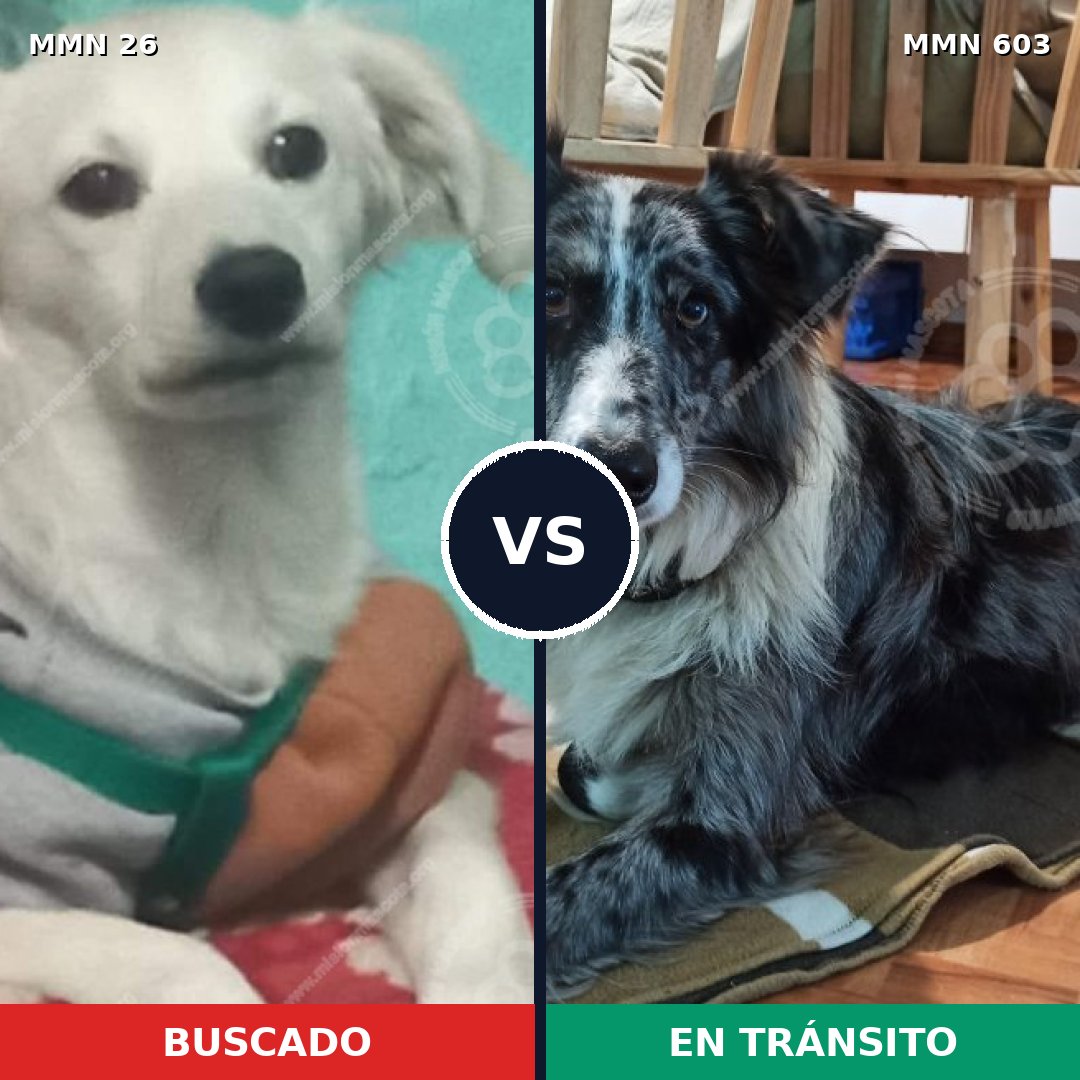 Comparativa MMS 1475: mascota perdida y mascota encontrada, 7% de similitud