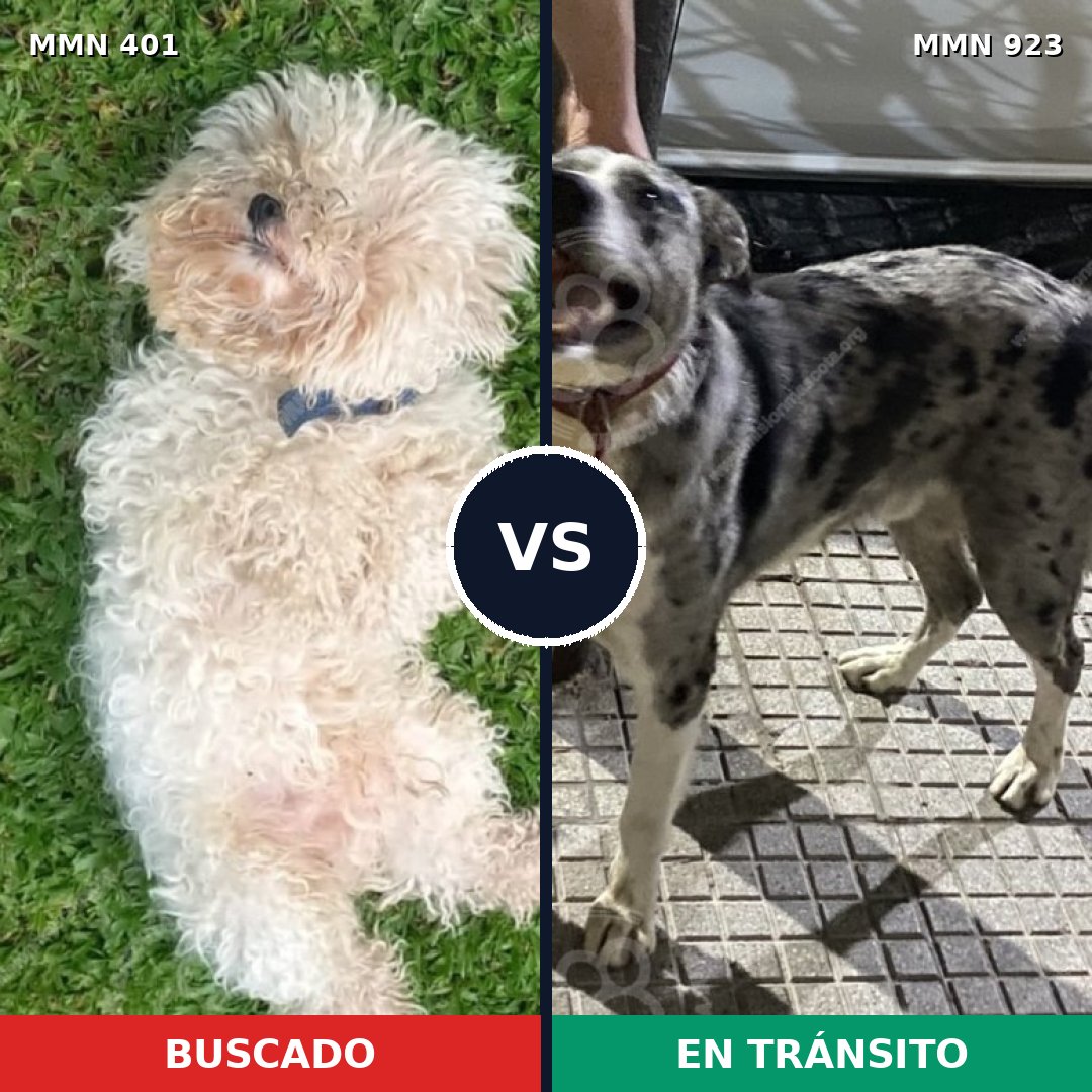 Comparativa MMS 14750: mascota perdida y mascota encontrada, 28% de similitud