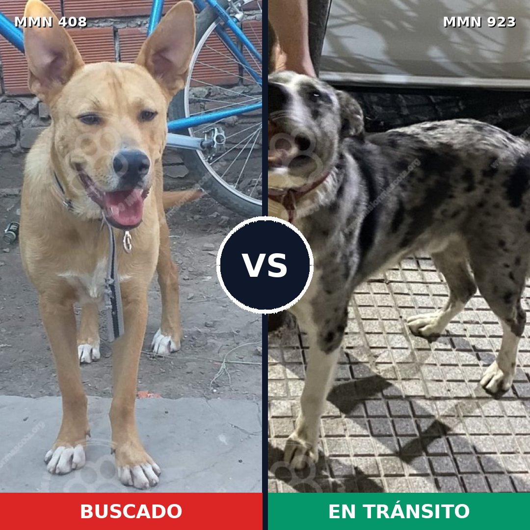 Comparativa MMS 14751: mascota perdida y mascota encontrada, 23% de similitud
