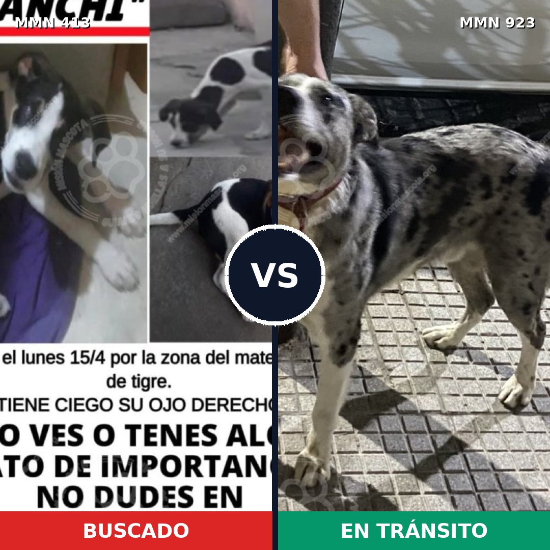 Comparativa MMS 14752: mascota perdida y mascota encontrada, 32% de similitud