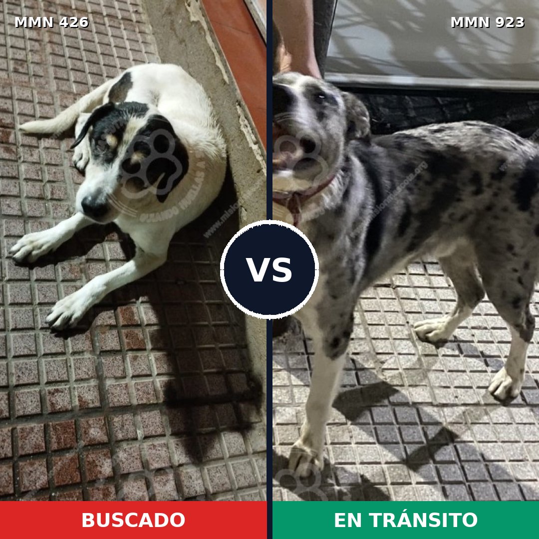 Comparativa MMS 14755: mascota perdida y mascota encontrada, 62% de similitud