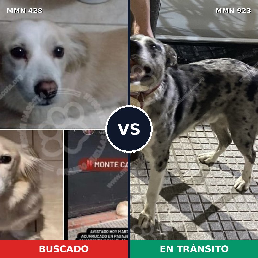 Comparativa MMS 14756: mascota perdida y mascota encontrada, 56% de similitud
