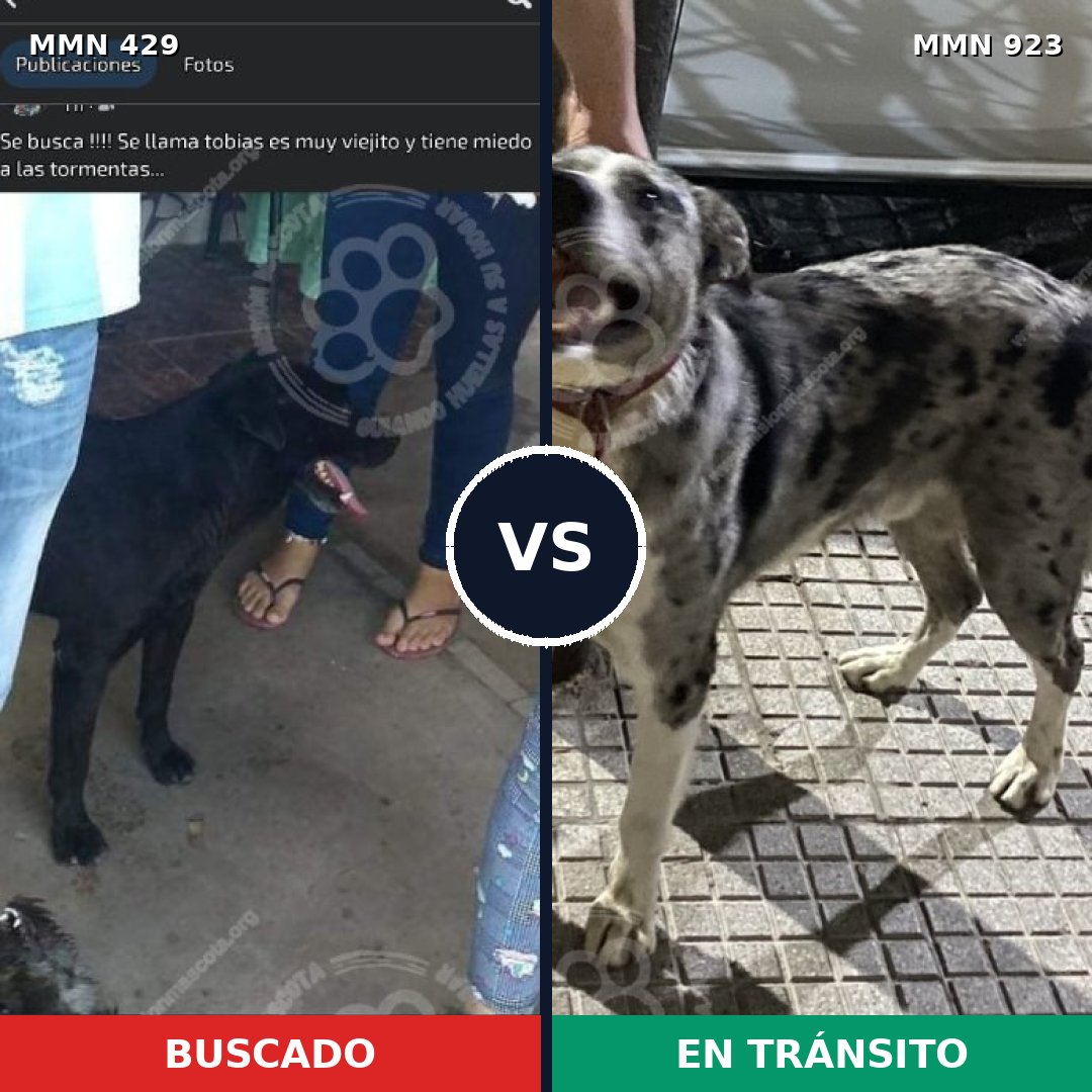 Comparativa MMS 14757: mascota perdida y mascota encontrada, 64% de similitud