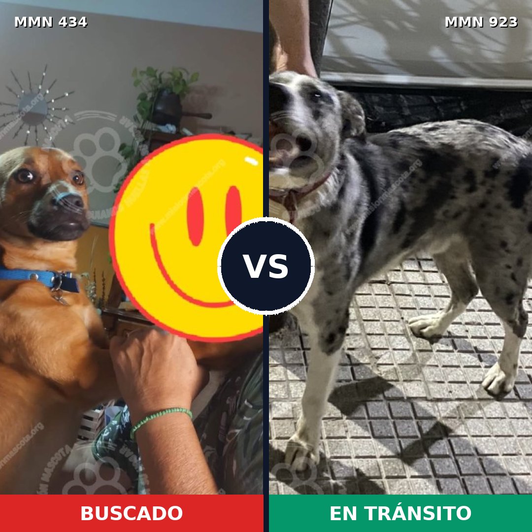 Comparativa MMS 14758: mascota perdida y mascota encontrada, 63% de similitud