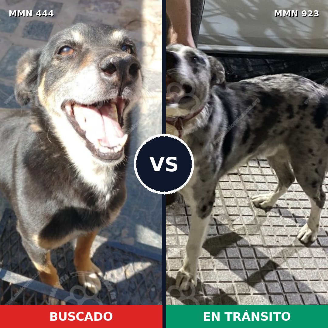 Comparativa MMS 14759: mascota perdida y mascota encontrada, 62% de similitud