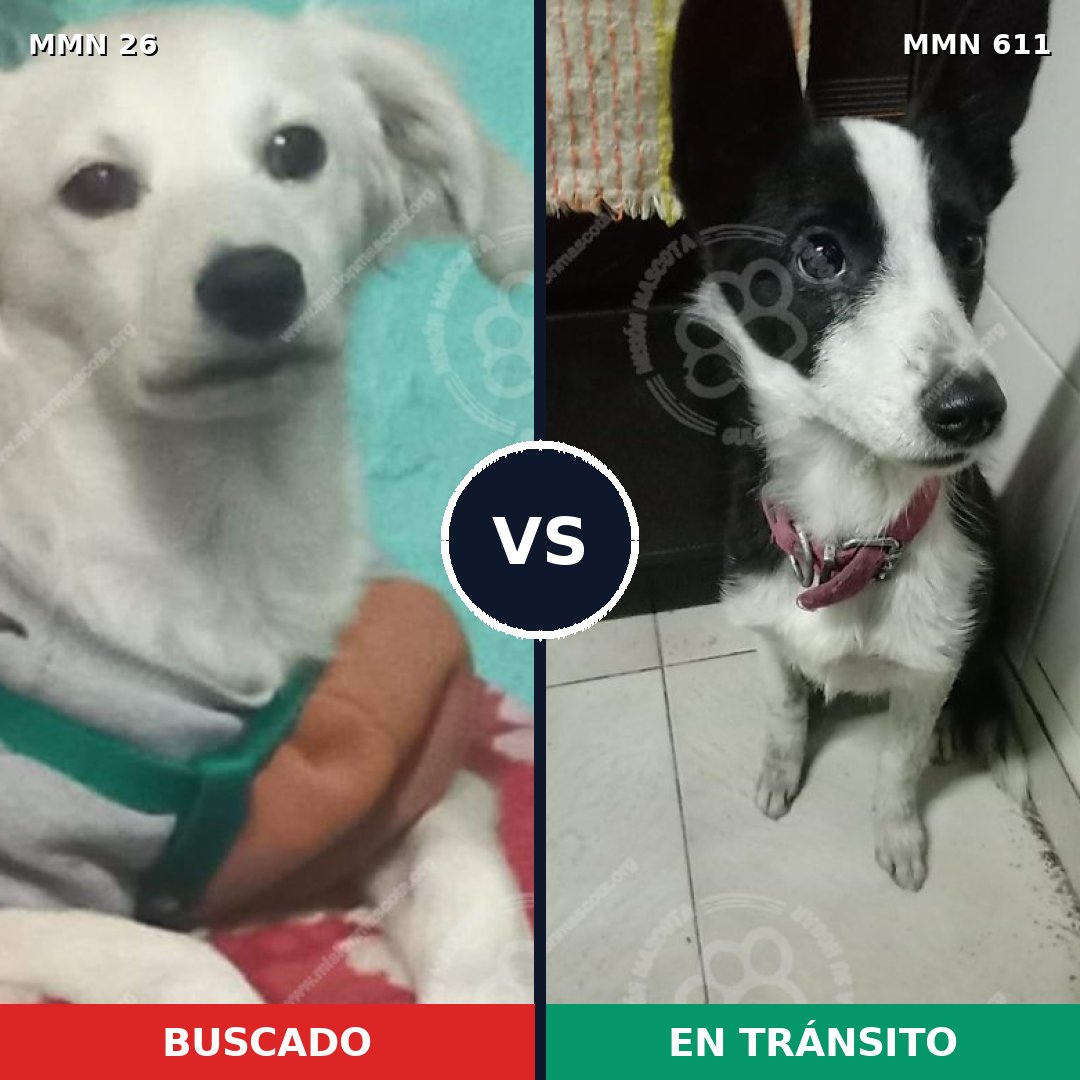 Comparativa MMS 1476: mascota perdida y mascota encontrada, 23% de similitud