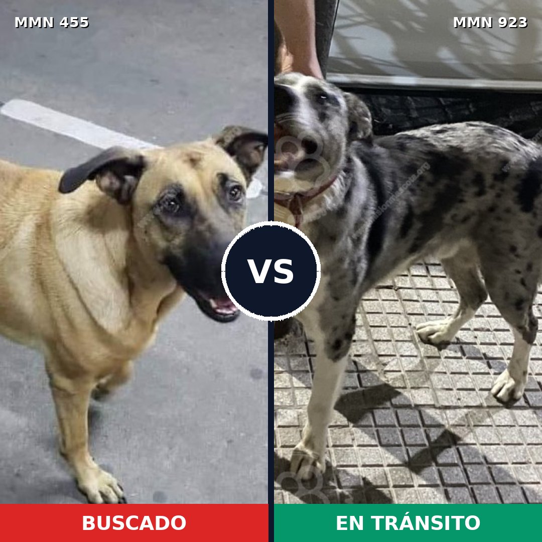 Comparativa MMS 14760: mascota perdida y mascota encontrada, 53% de similitud