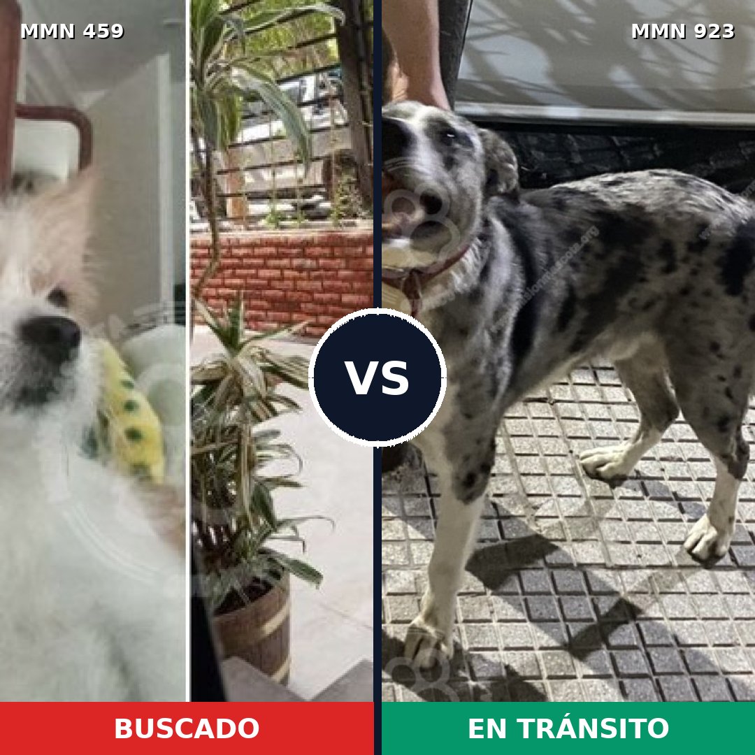 Comparativa MMS 14762: mascota perdida y mascota encontrada, 24% de similitud