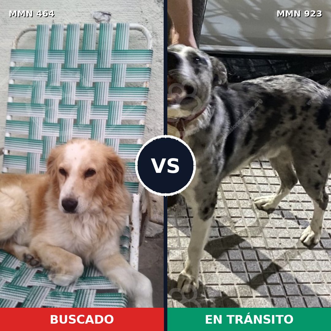 Comparativa MMS 14764: mascota perdida y mascota encontrada, 64% de similitud