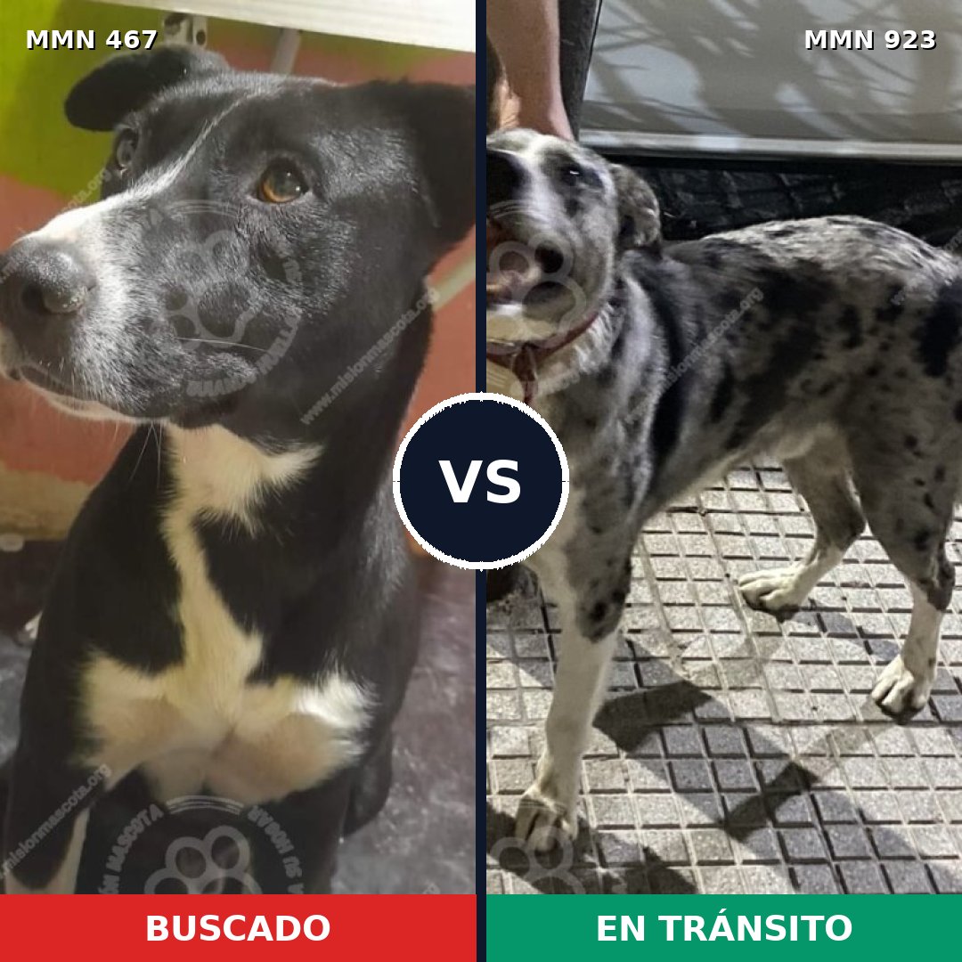 Comparativa MMS 14765: mascota perdida y mascota encontrada, 62% de similitud