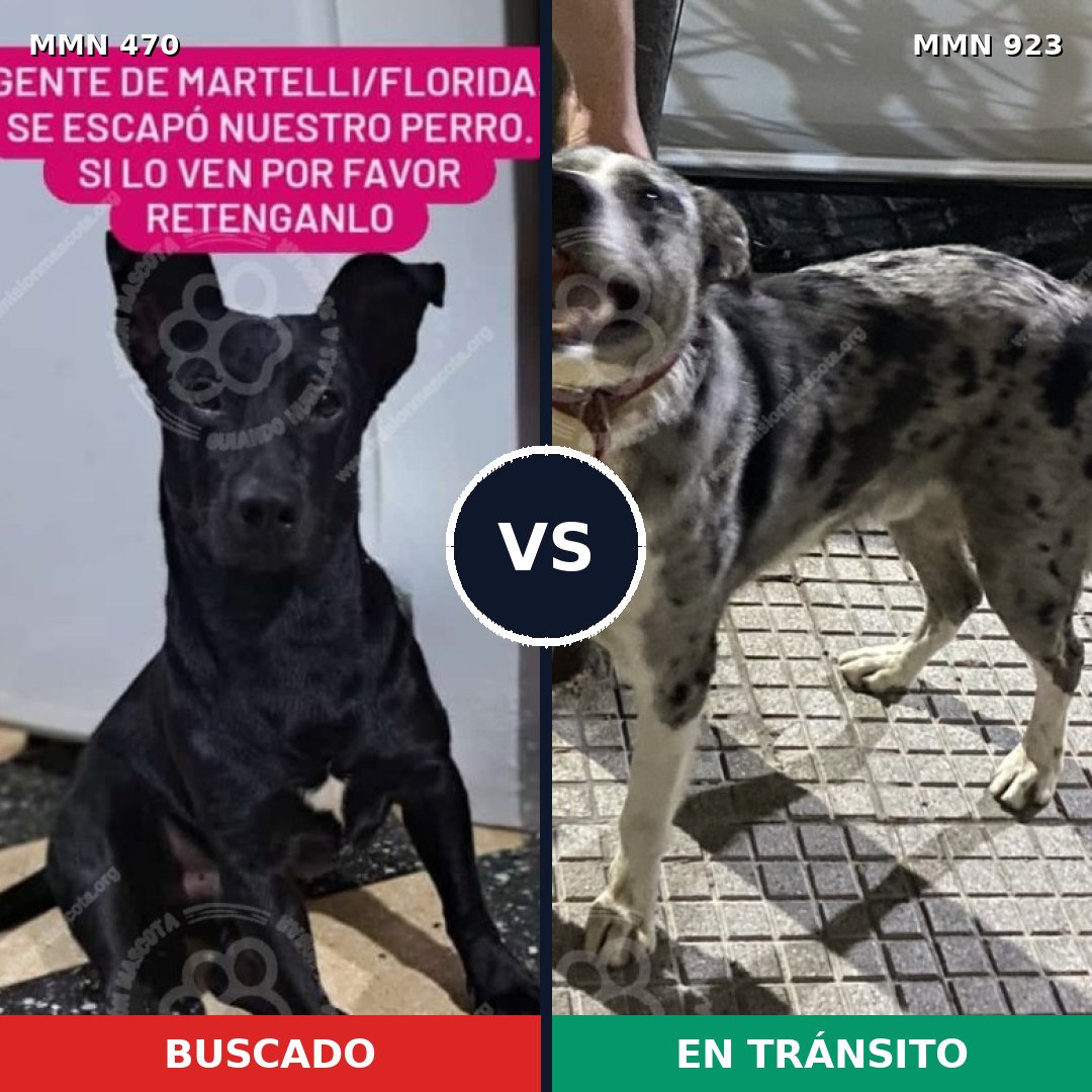 Comparativa MMS 14767: mascota perdida y mascota encontrada, 62% de similitud