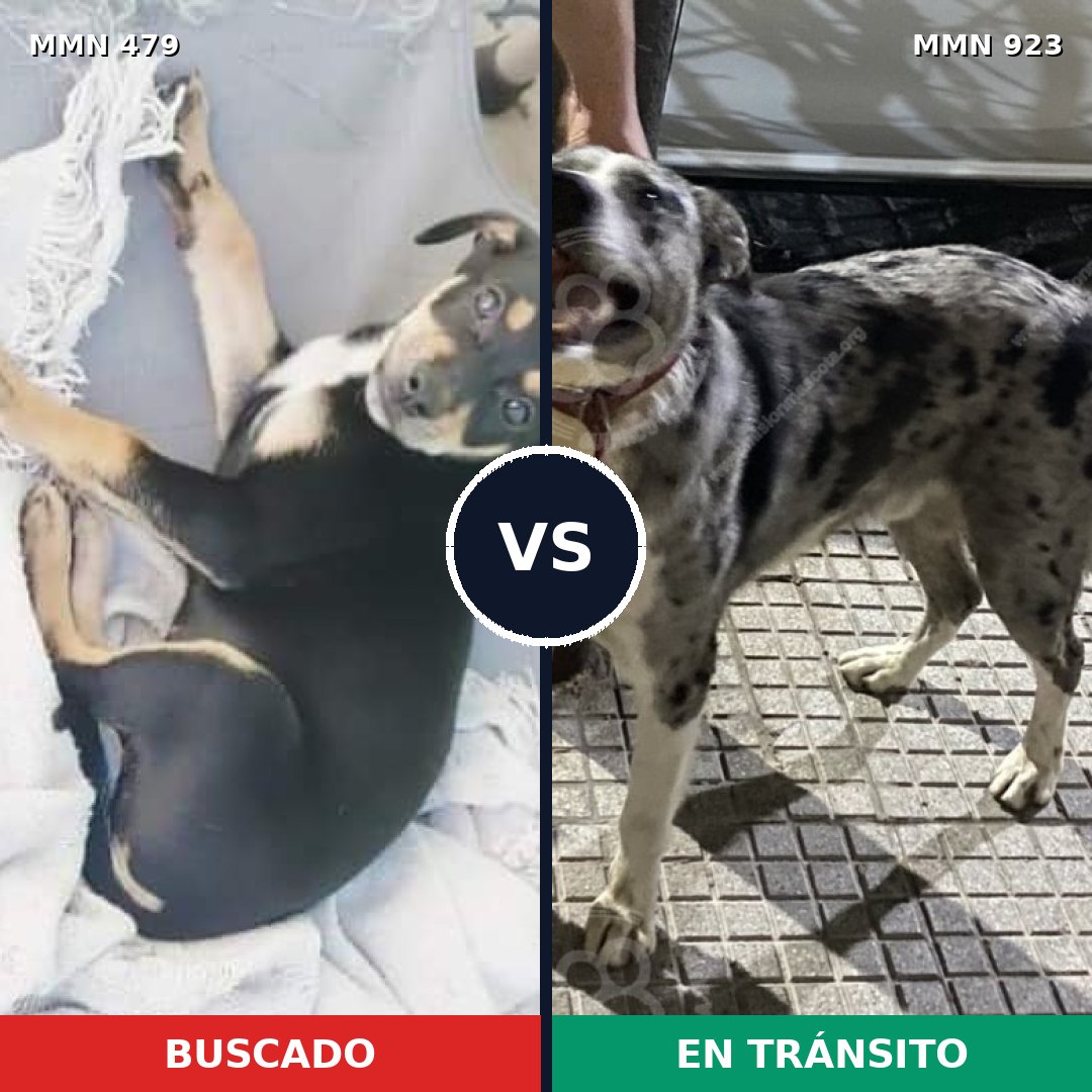Comparativa MMS 14768: mascota perdida y mascota encontrada, 32% de similitud