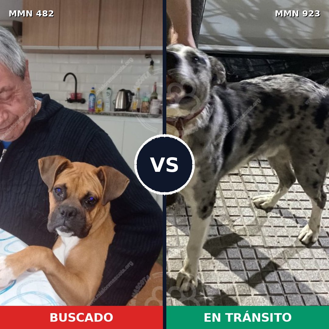 Comparativa MMS 14771: mascota perdida y mascota encontrada, 34% de similitud