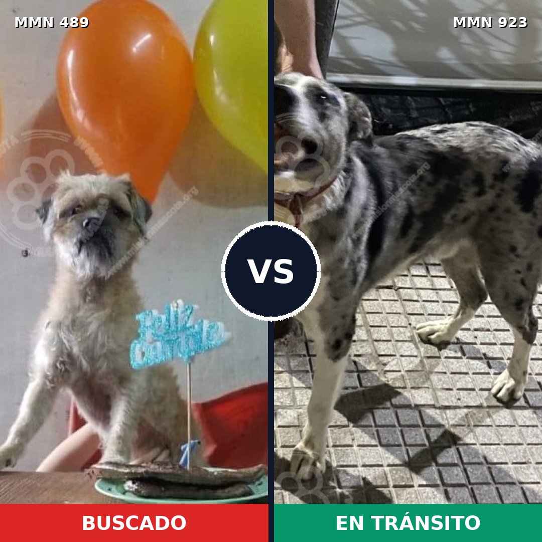 Comparativa MMS 14773: mascota perdida y mascota encontrada, 56% de similitud
