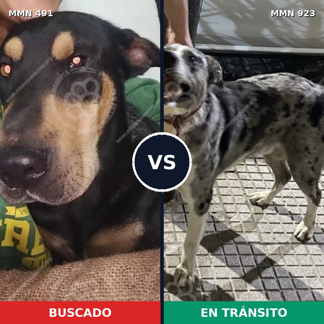 Comparativa MMS 14774: mascota perdida y mascota encontrada, 32% de similitud