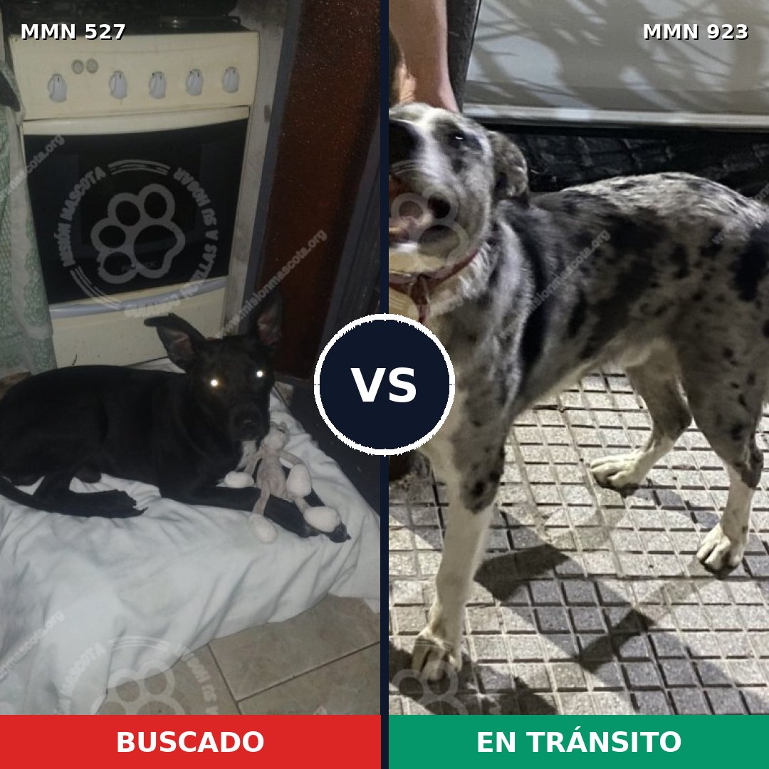 Comparativa MMS 14777: mascota perdida y mascota encontrada, 63% de similitud