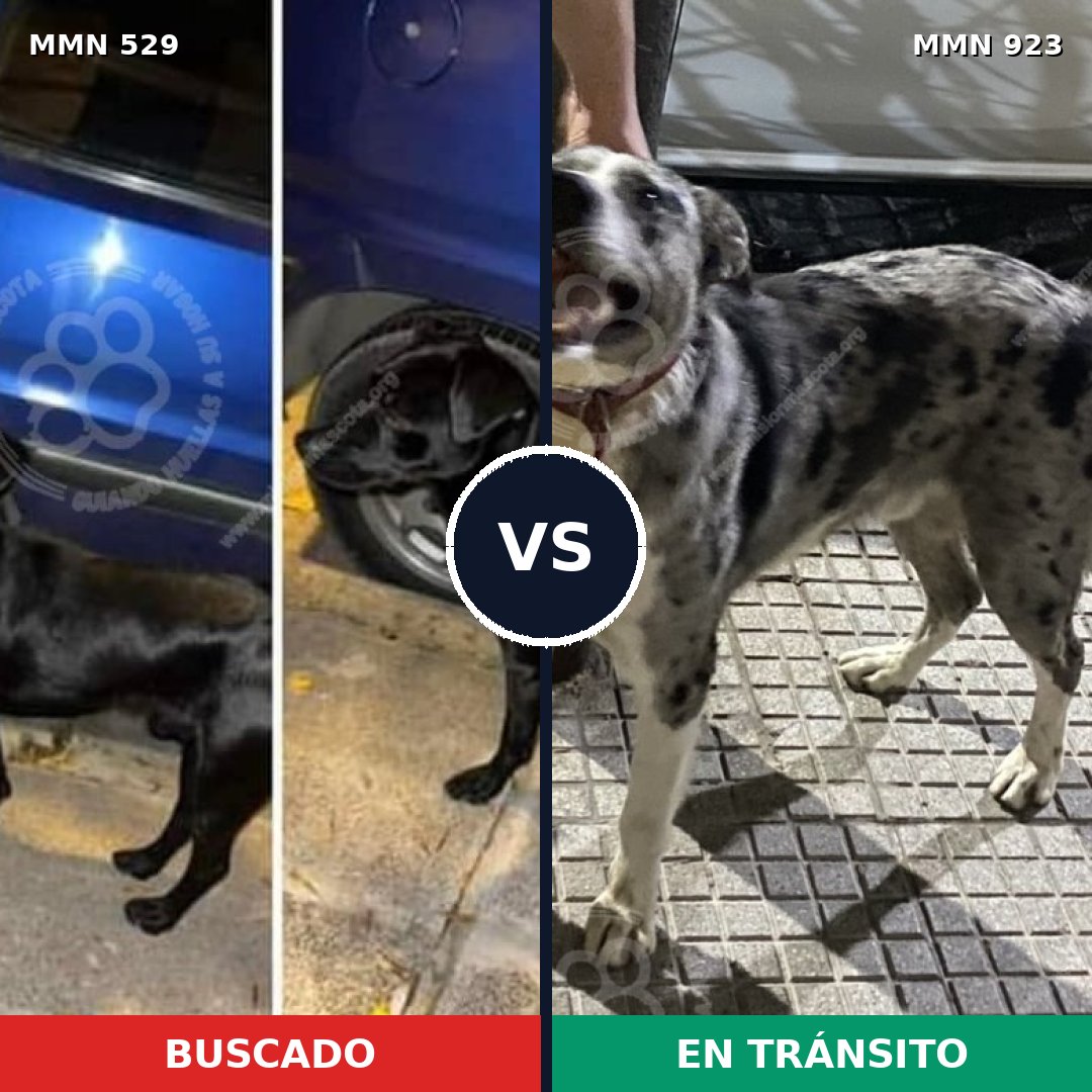 Comparativa MMS 14778: mascota perdida y mascota encontrada, 62% de similitud