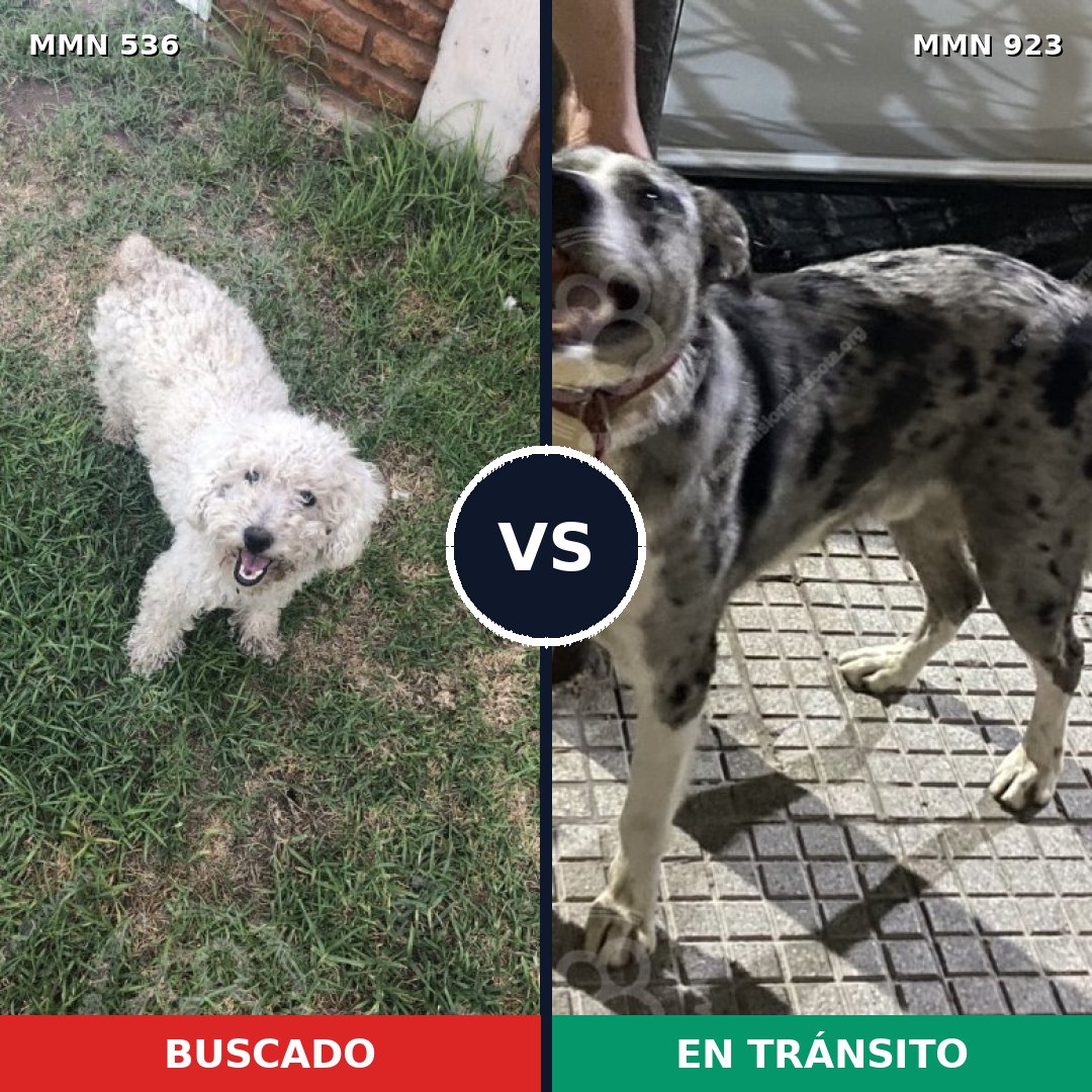 Comparativa MMS 14781: mascota perdida y mascota encontrada, 36% de similitud