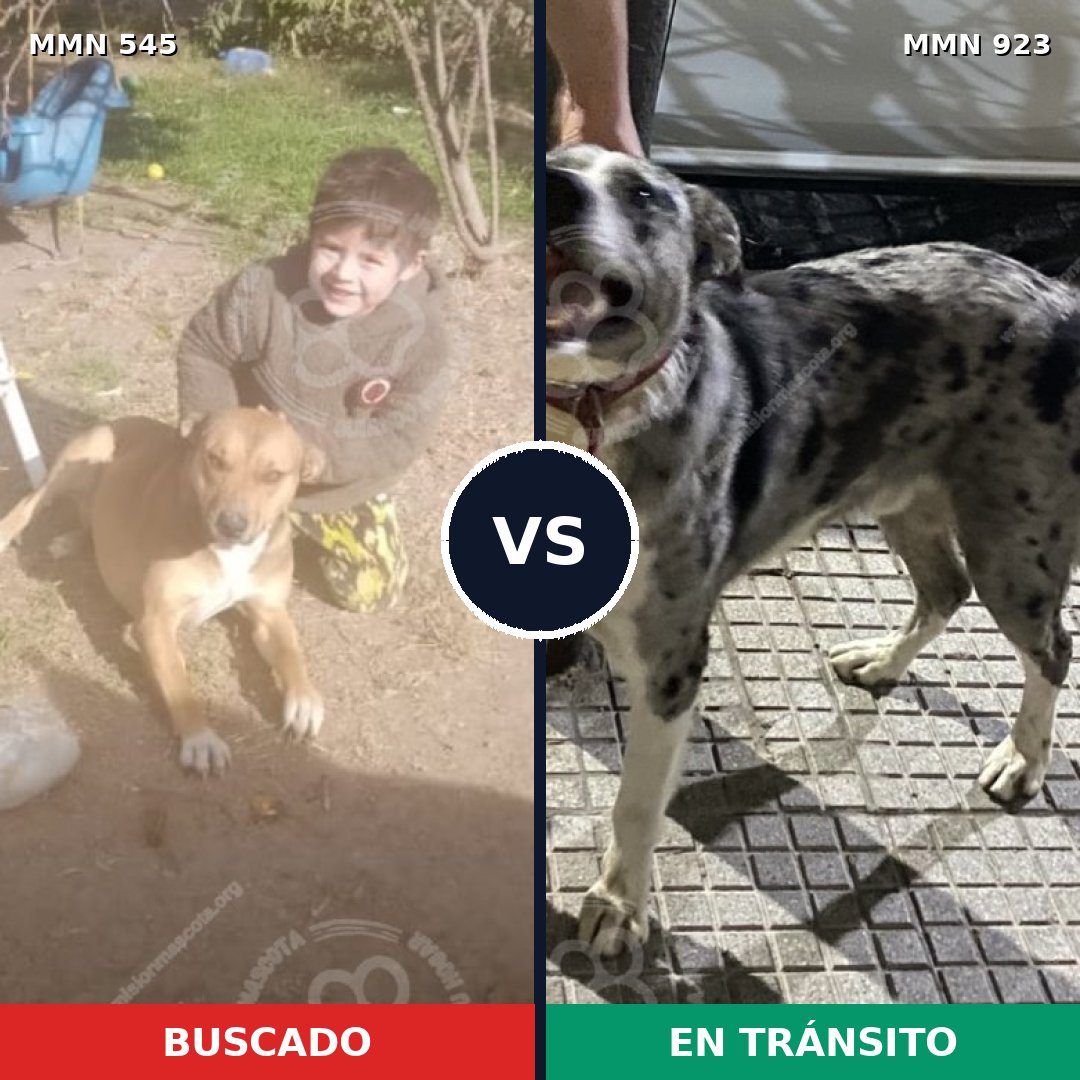 Comparativa MMS 14782: mascota perdida y mascota encontrada, 46% de similitud