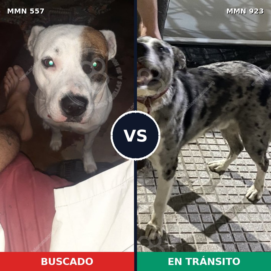 Comparativa MMS 14784: mascota perdida y mascota encontrada, 44% de similitud