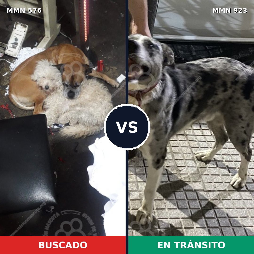 Comparativa MMS 14788: mascota perdida y mascota encontrada, 71% de similitud