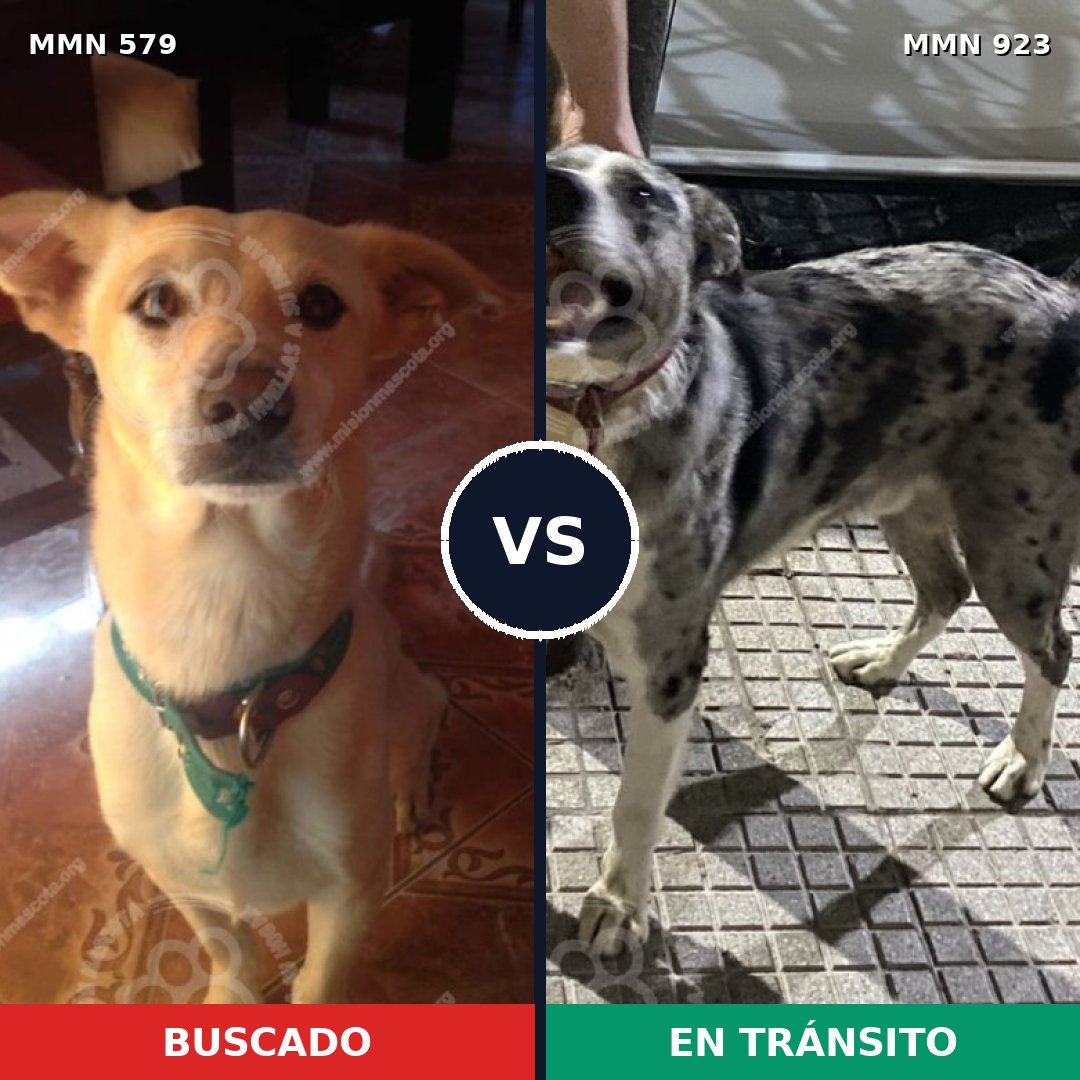 Comparativa MMS 14789: mascota perdida y mascota encontrada, 52% de similitud