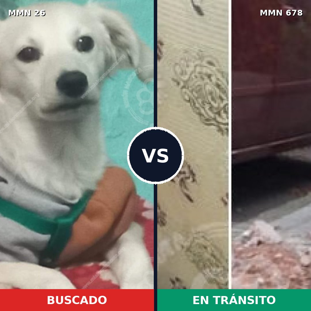 Comparativa MMS 1479: mascota perdida y mascota encontrada, 13% de similitud