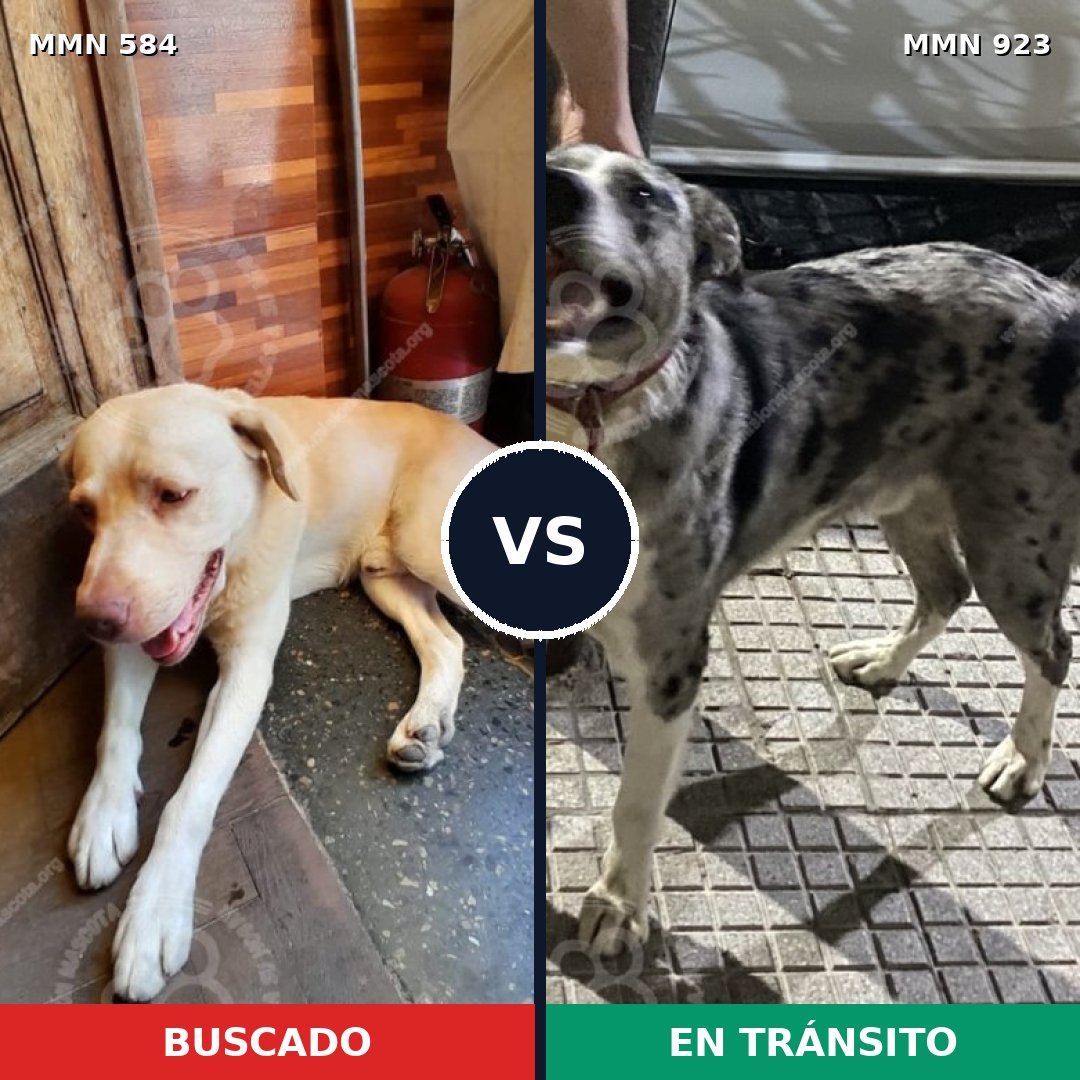 Comparativa MMS 14790: mascota perdida y mascota encontrada, 50% de similitud