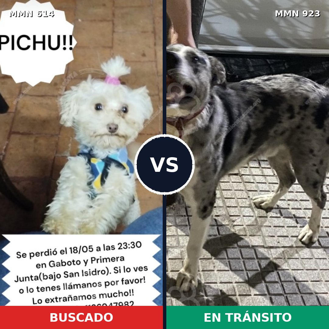Comparativa MMS 14796: mascota perdida y mascota encontrada, 26% de similitud