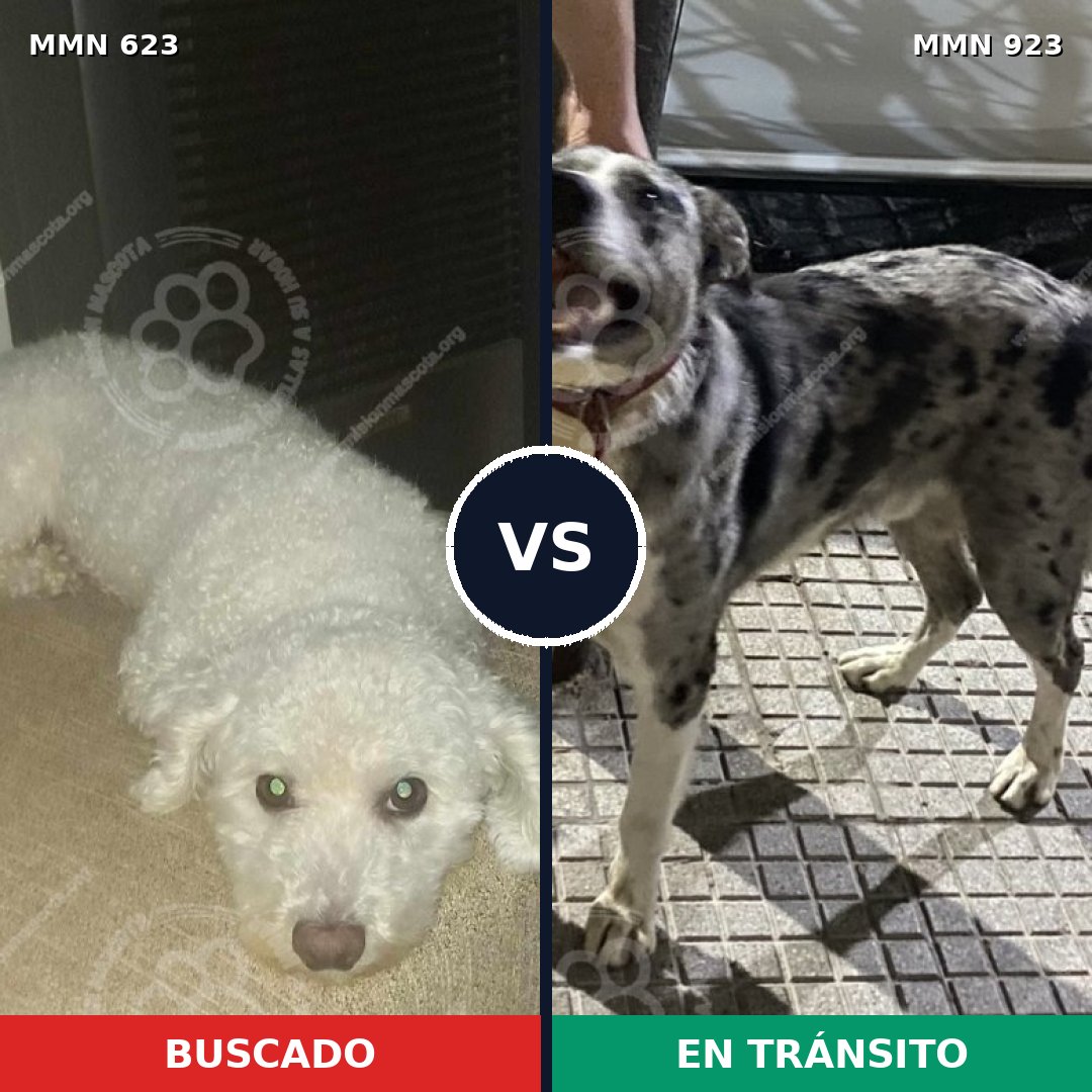 Comparativa MMS 14797: mascota perdida y mascota encontrada, 24% de similitud