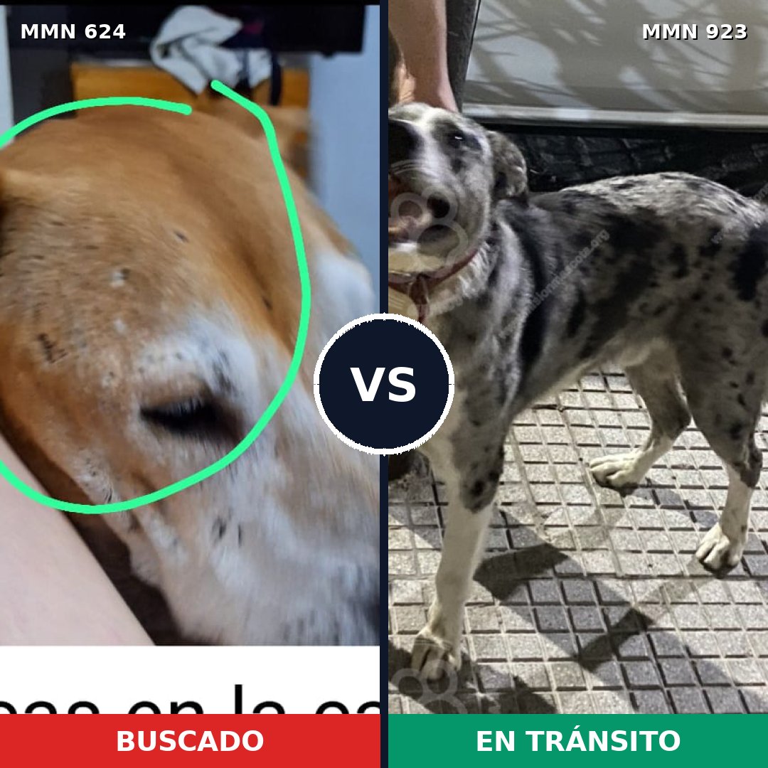 Comparativa MMS 14798: mascota perdida y mascota encontrada, 37% de similitud
