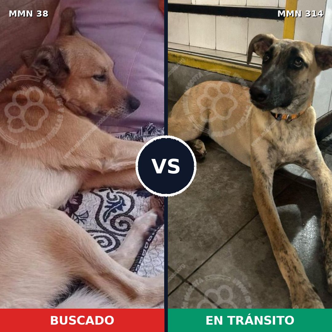 Comparativa MMS 148: mascota perdida y mascota encontrada, 60% de similitud