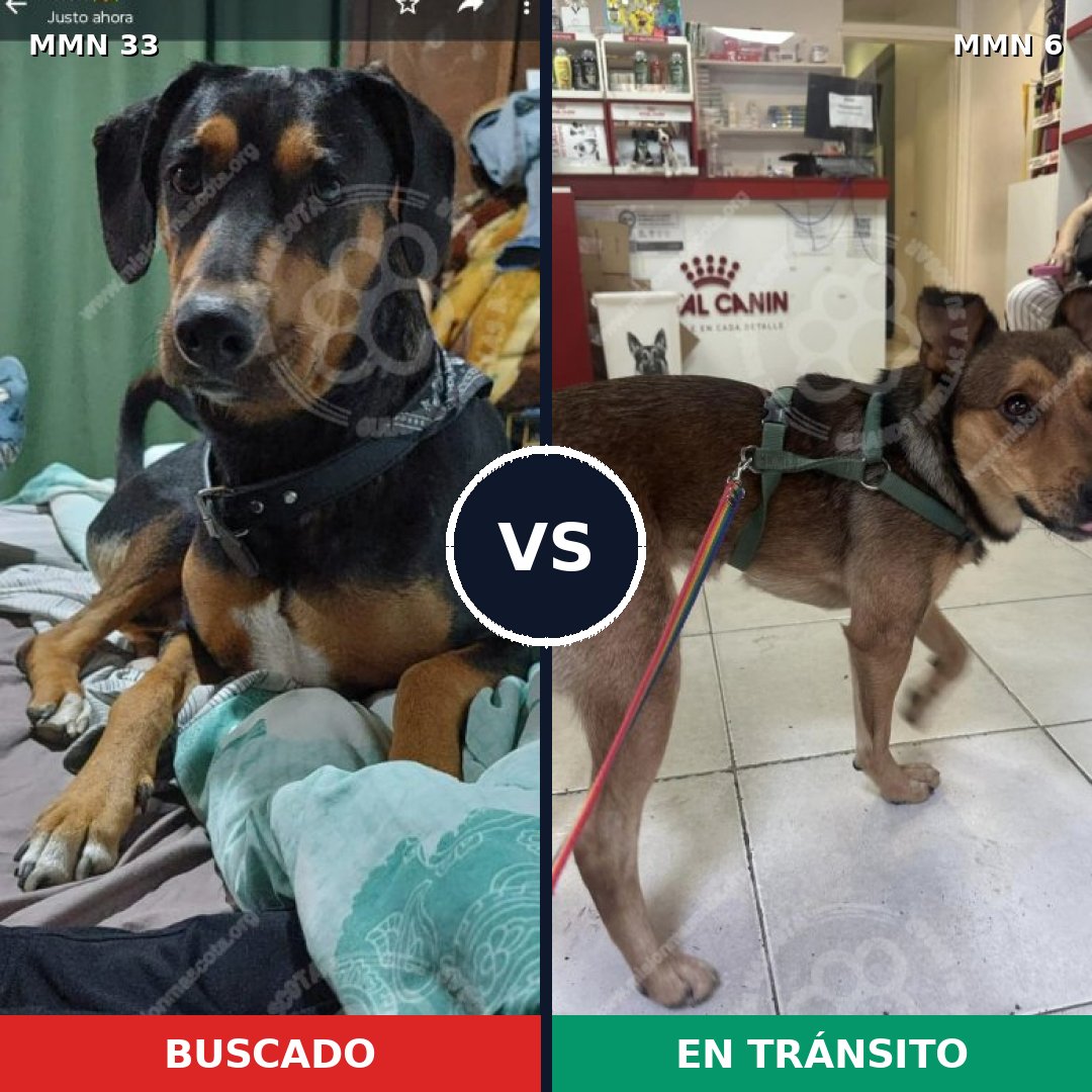 Comparativa MMS 1480: mascota perdida y mascota encontrada, 61% de similitud