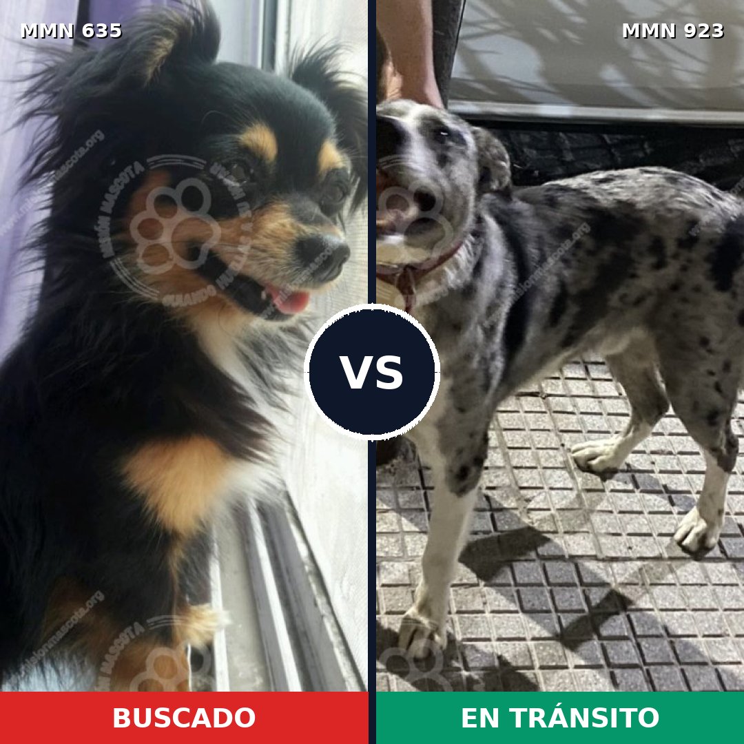Comparativa MMS 14800: mascota perdida y mascota encontrada, 32% de similitud