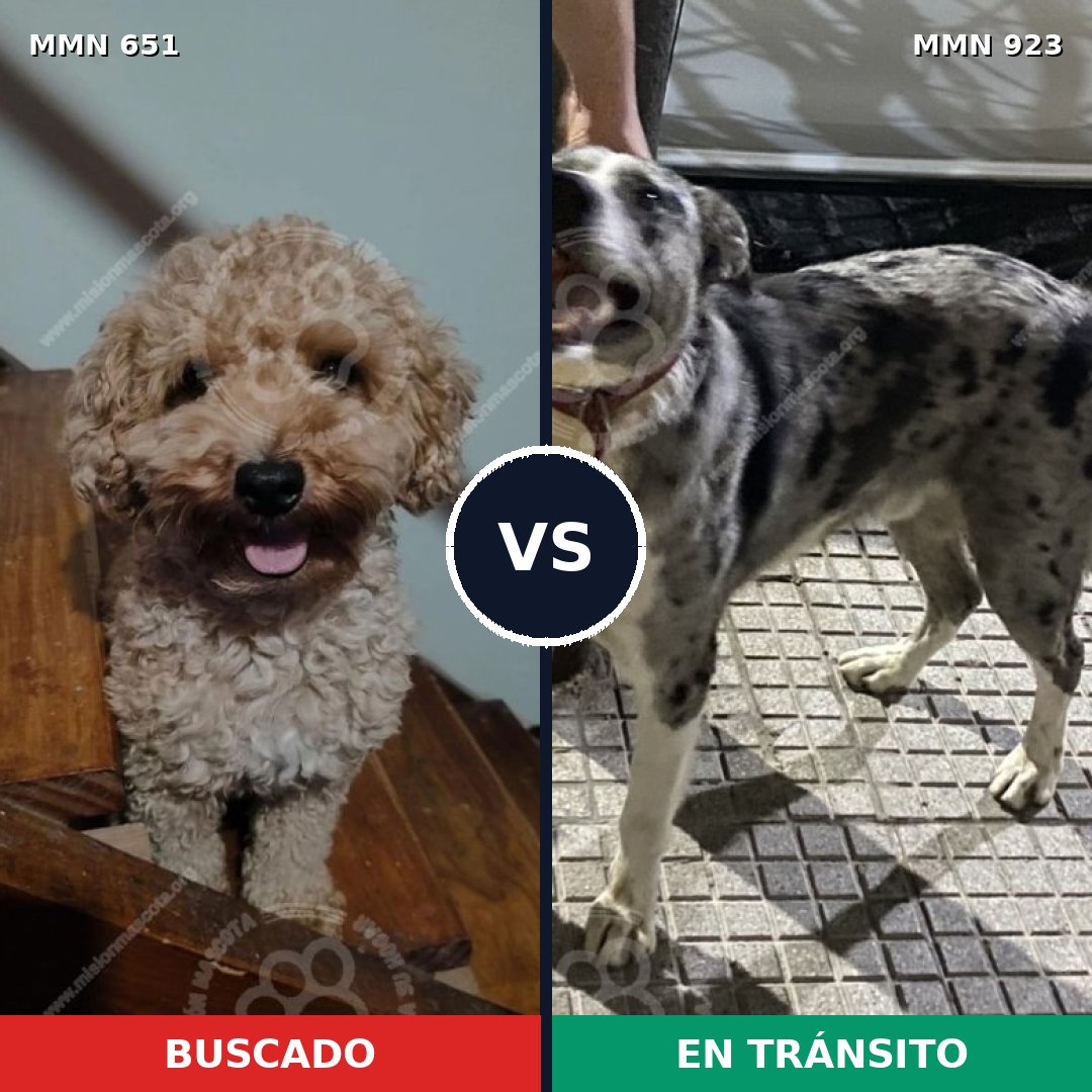 Comparativa MMS 14802: mascota perdida y mascota encontrada, 27% de similitud