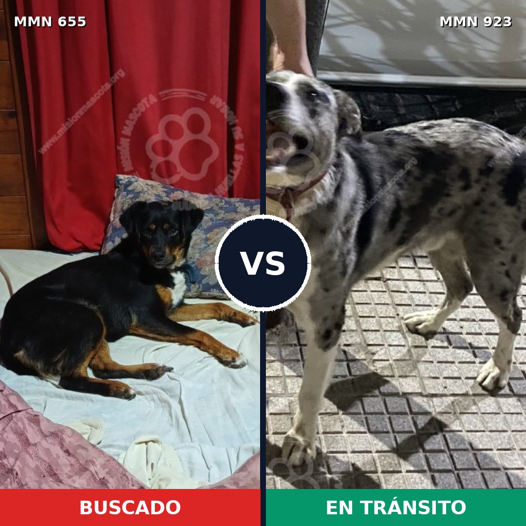 Comparativa MMS 14804: mascota perdida y mascota encontrada, 51% de similitud