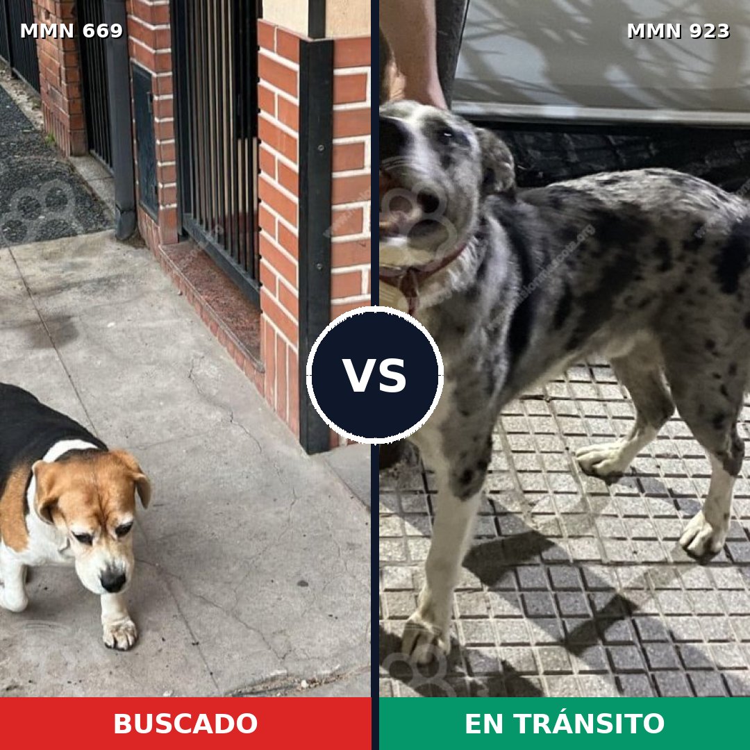 Comparativa MMS 14805: mascota perdida y mascota encontrada, 52% de similitud